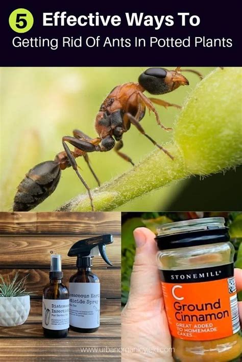 Natural way to kill ants. Things To Know About Natural way to kill ants. 